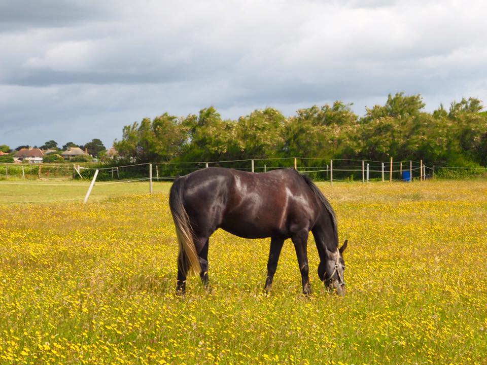 horse, field, flowers, nature, East Wittering, England, travel, europe, wanderlust, summer, vacation