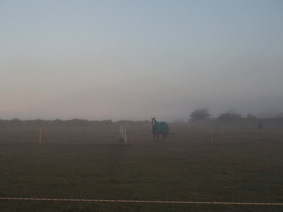 East Wittering, England, travel, europe, wanderlust, summer, vacation, horse