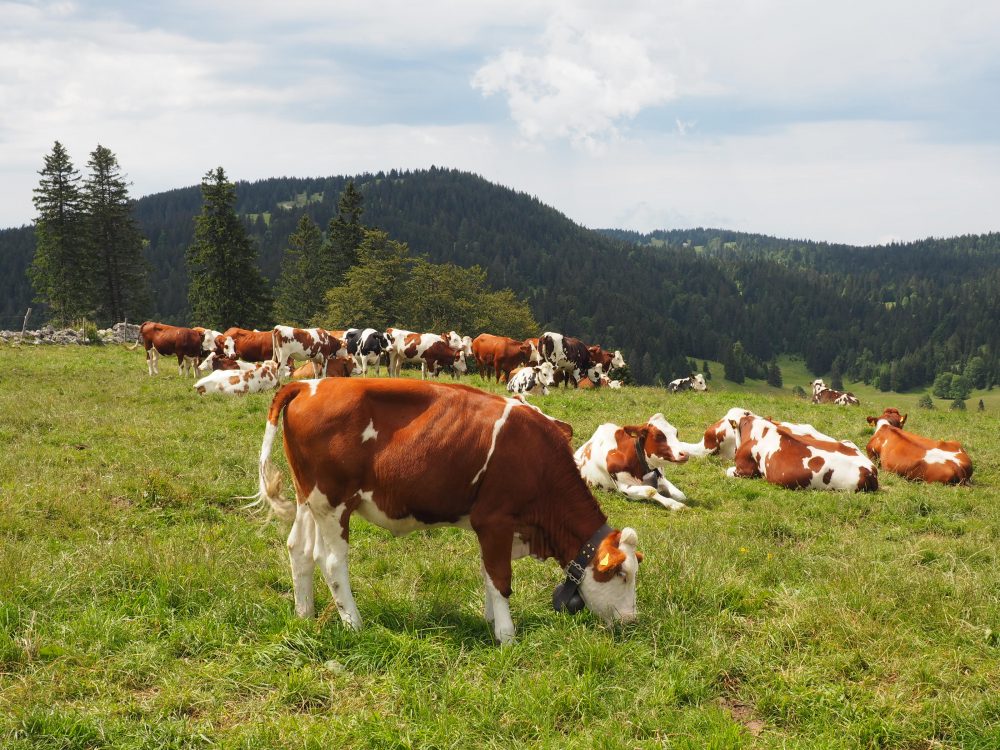 vallée de joux