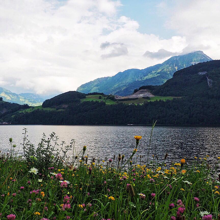 flowers in grass and moutains_FB